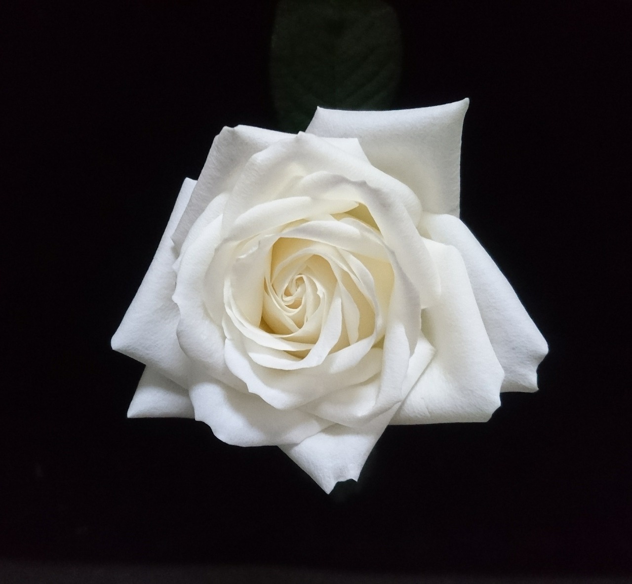 rose flower gift free photo