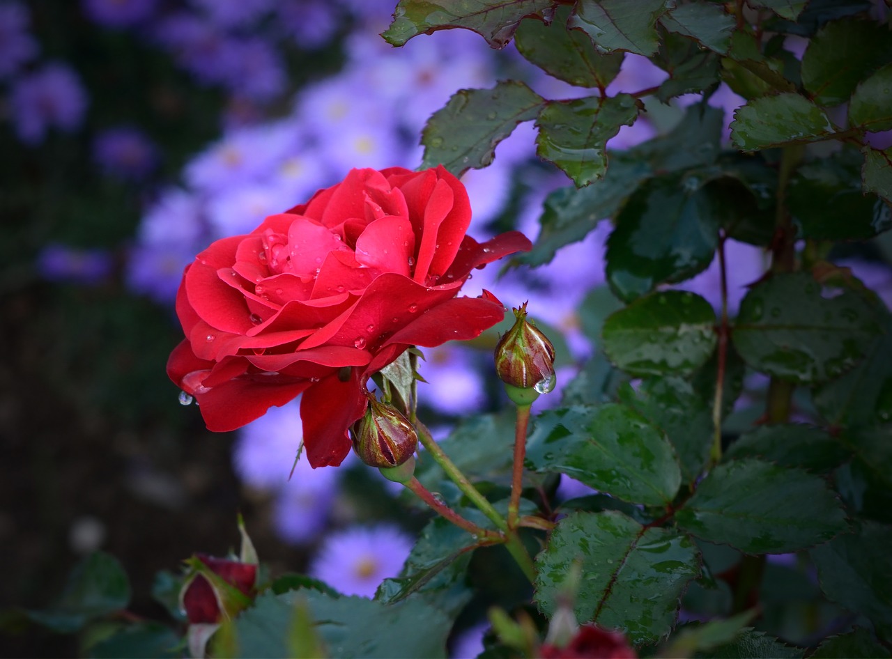 rose flower blossom free photo