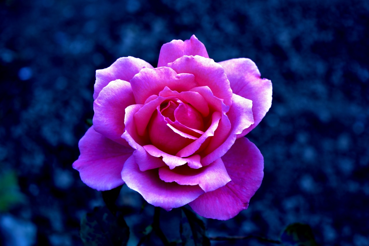 rose flower blossom free photo