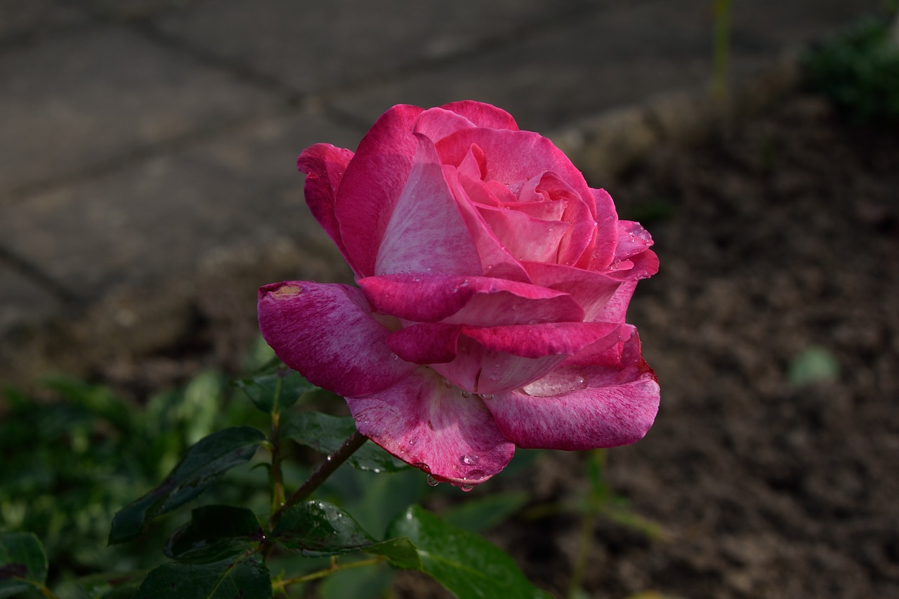 rose flower blossom free photo