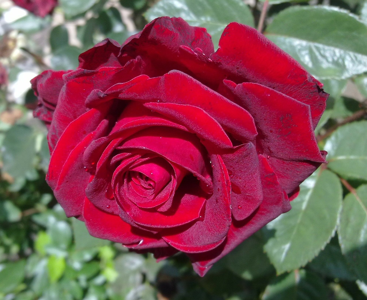 rose red rose flower free photo