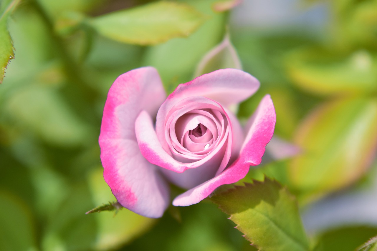 rose pink flower free photo