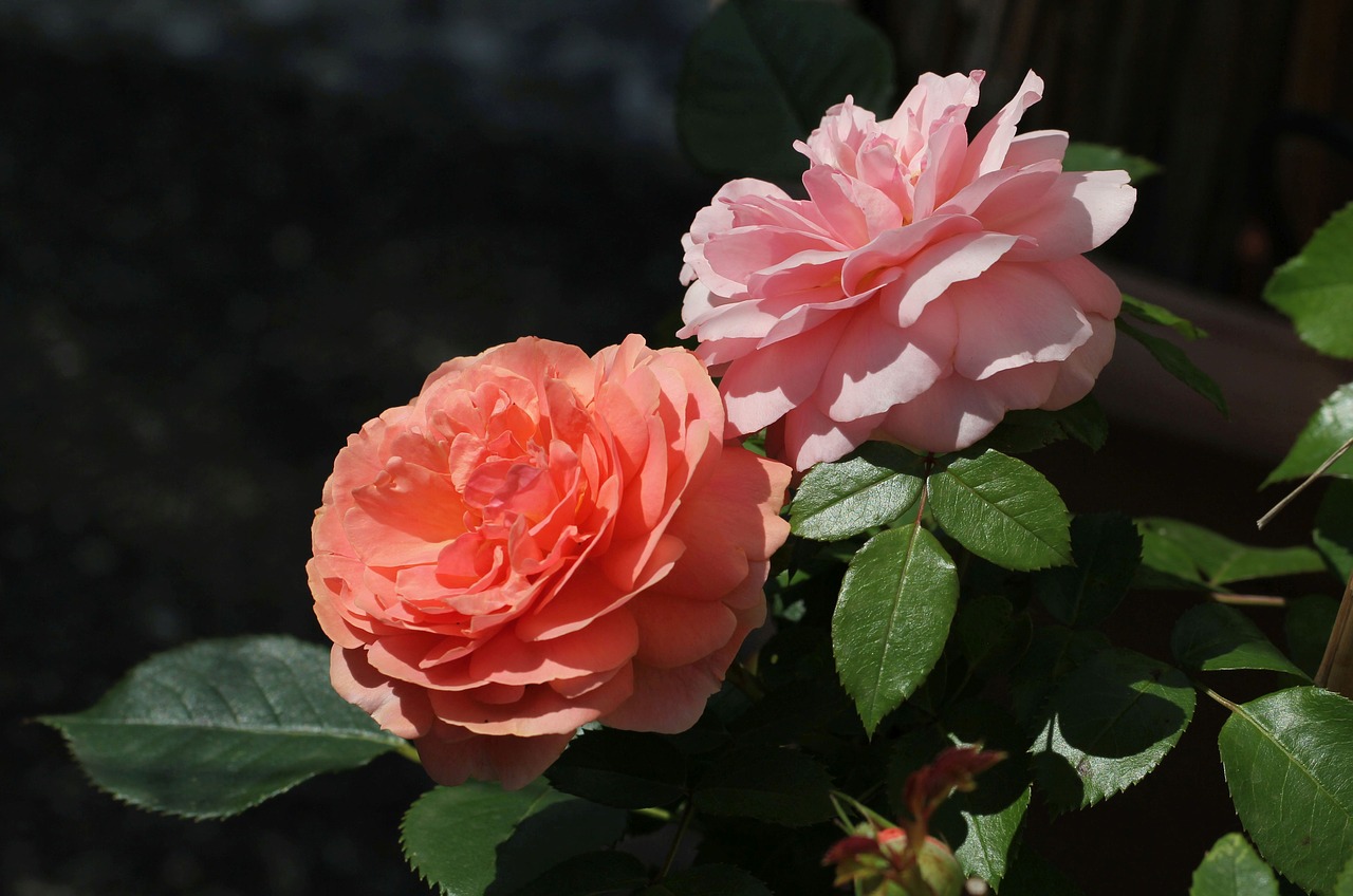 rose flower plant free photo