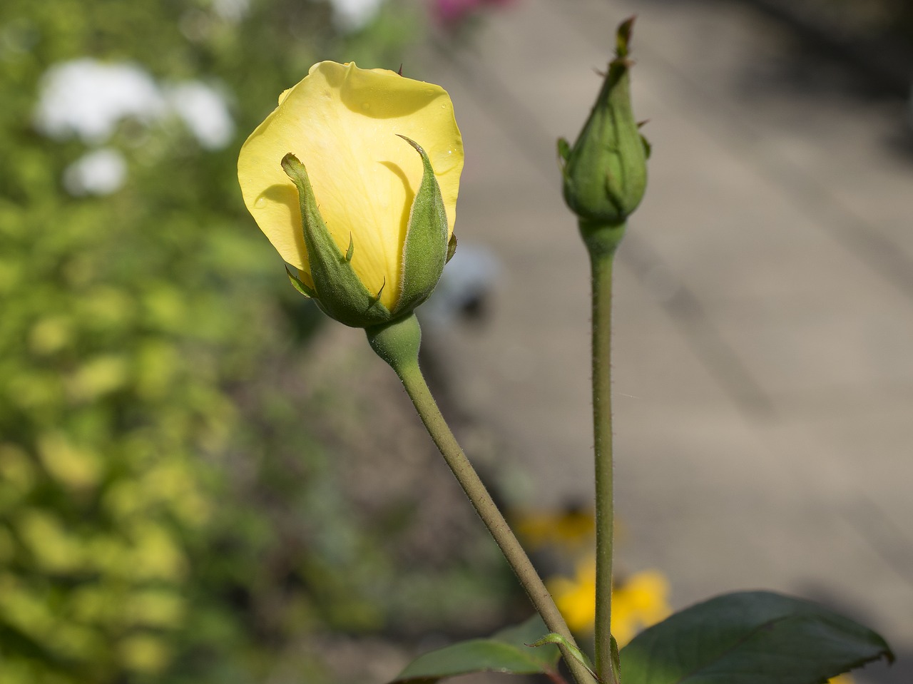 rose flower blossom free photo