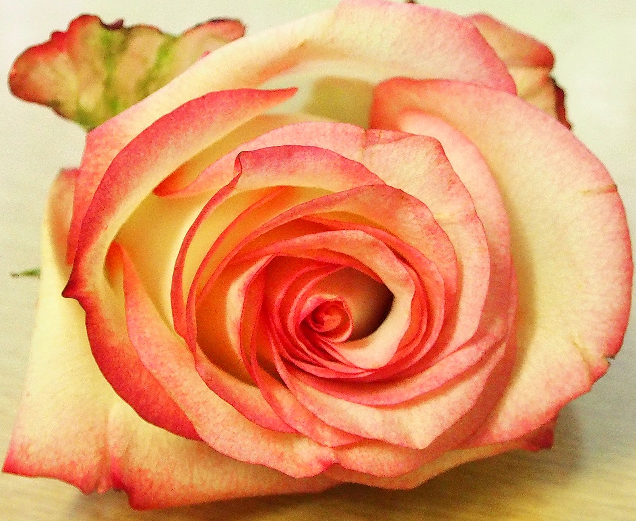 rose white pink schnittblume free photo