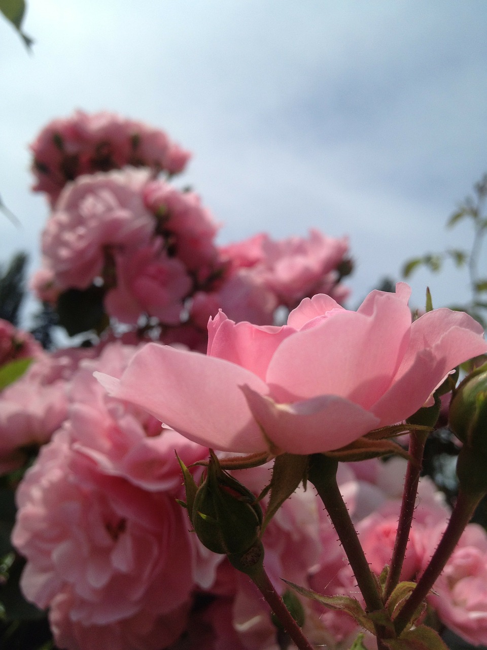 rose flowers floral free photo