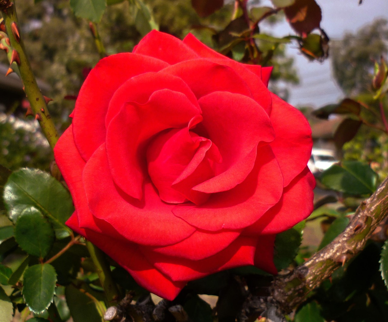 rose flower blooming free photo