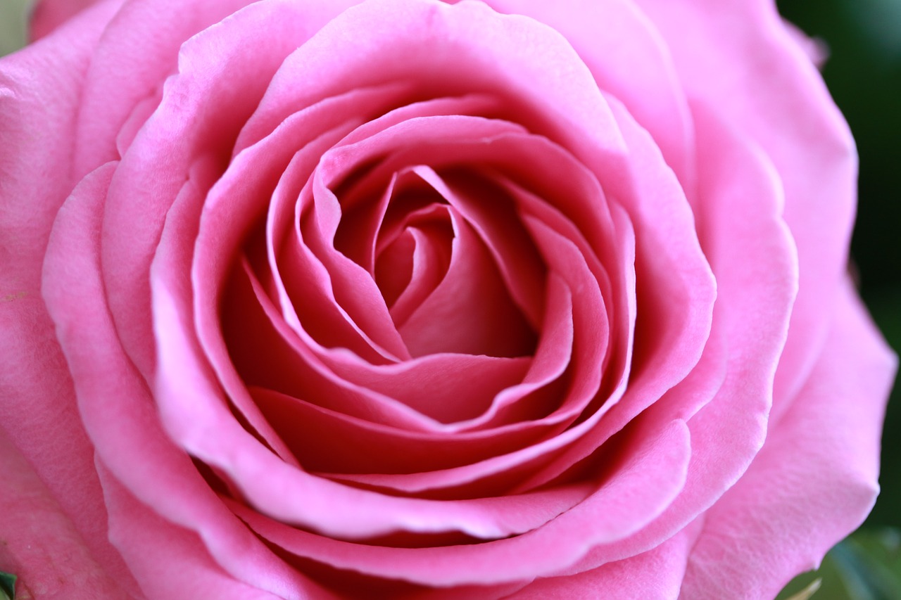 rose  love  flower free photo