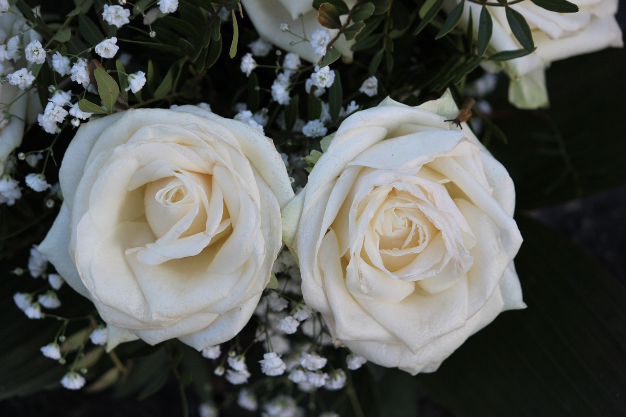 rose  flower  wedding free photo