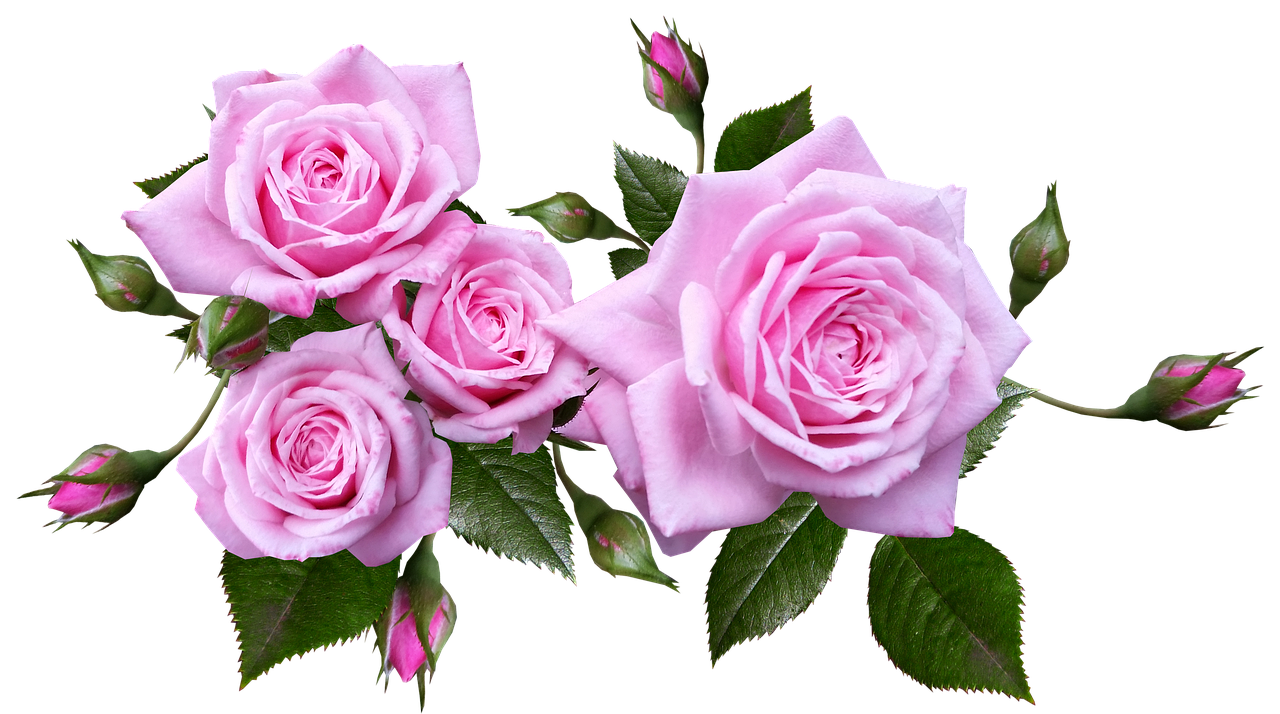 rose  flower  arrangement free photo