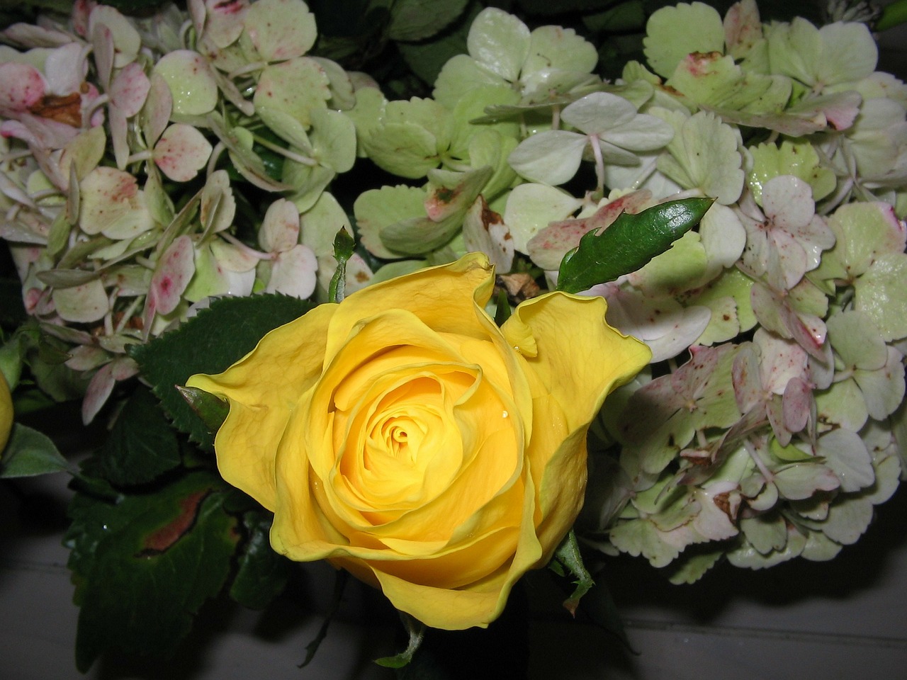 rose yellow plant free photo