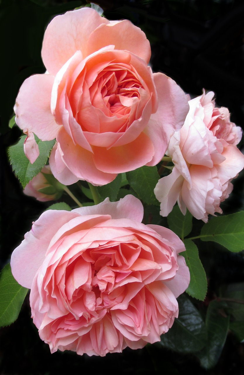 rose  flower  petal free photo