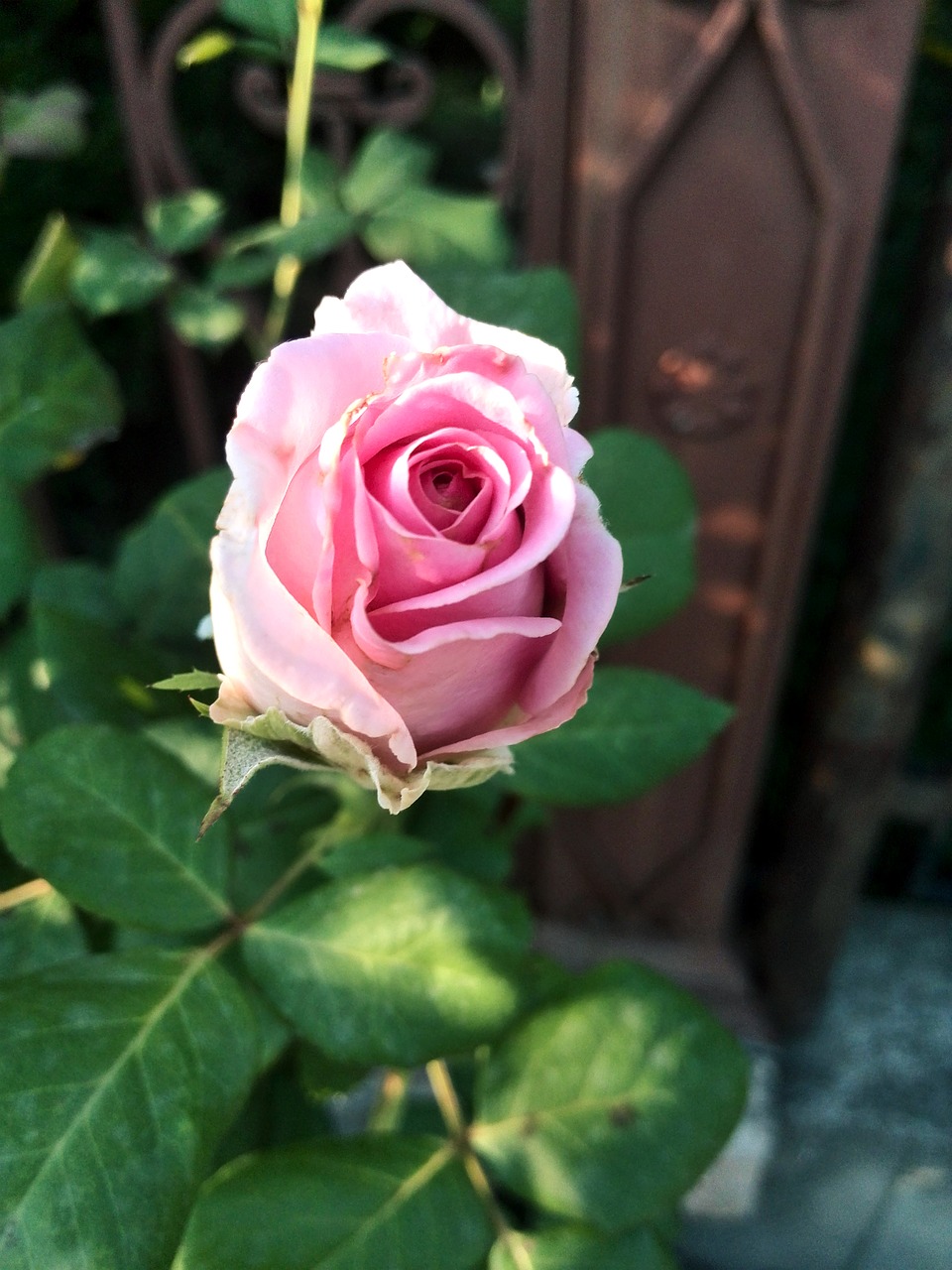 rose  flower  plant free photo