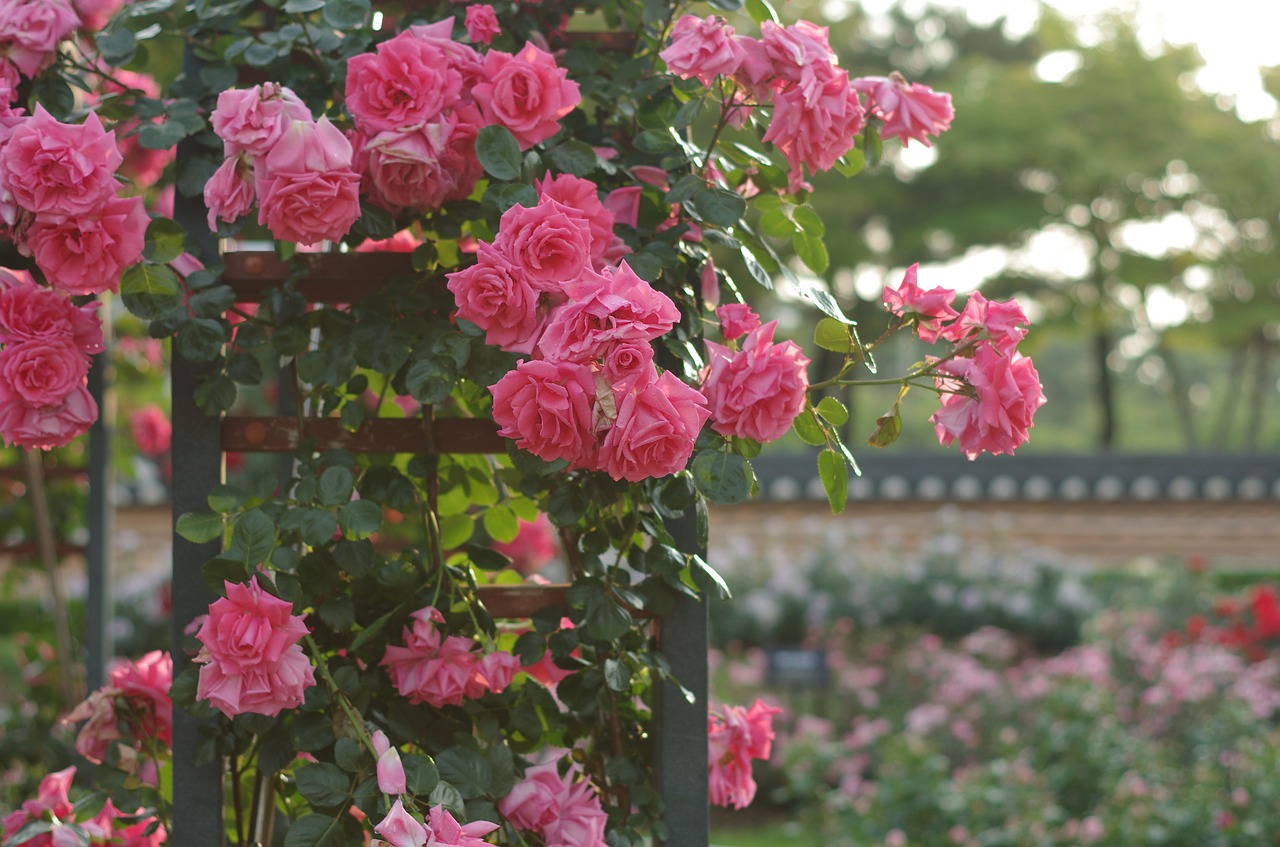 rose  flowers  garden free photo