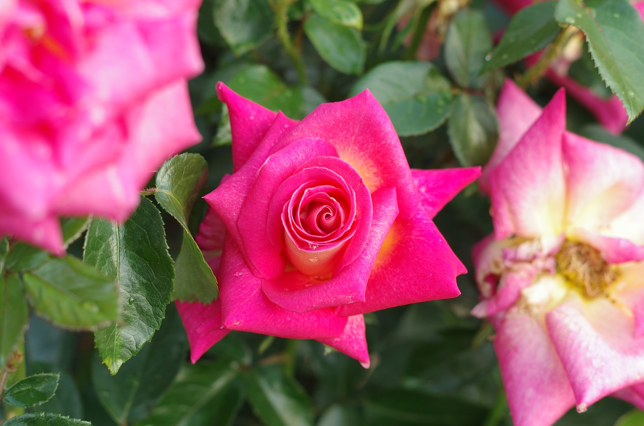 rose  flowers  plants free photo