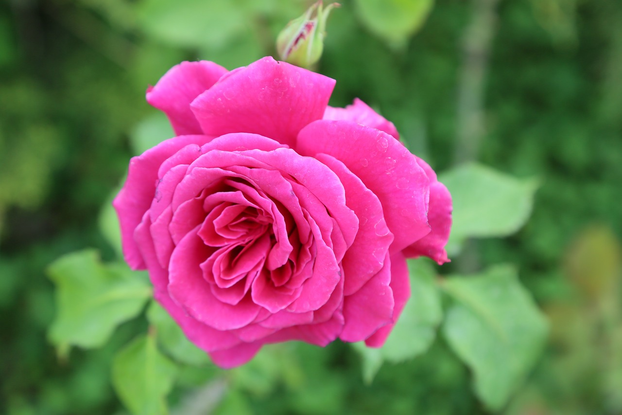 rose  greengrass  nature free photo