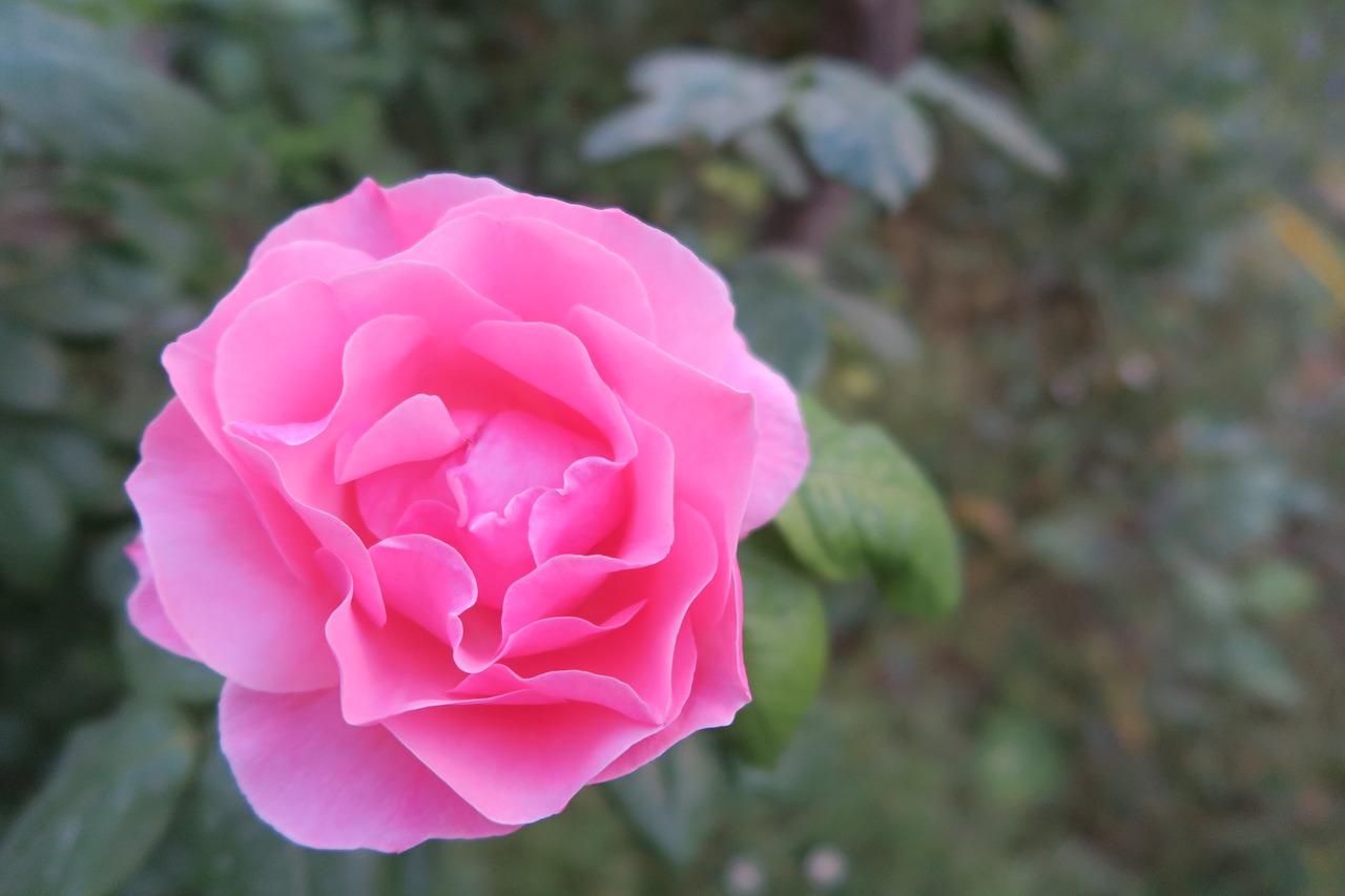 rose  pink roses  flower free photo