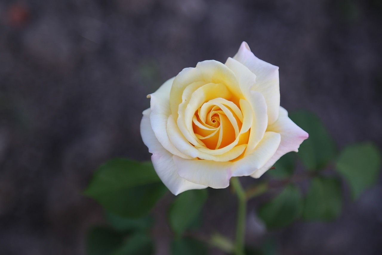 rose  white rose  flower free photo