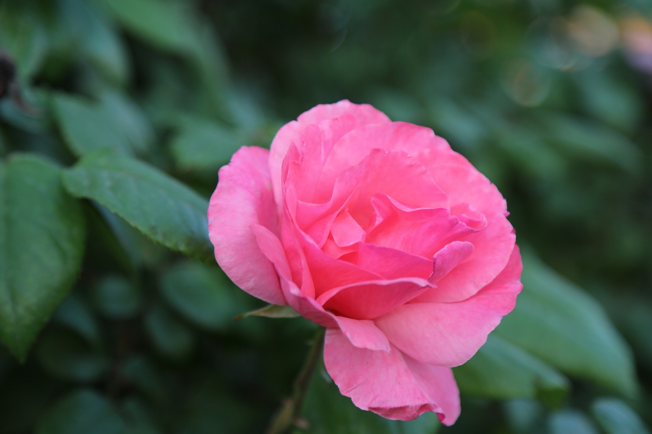 rose  pink roses  flower free photo