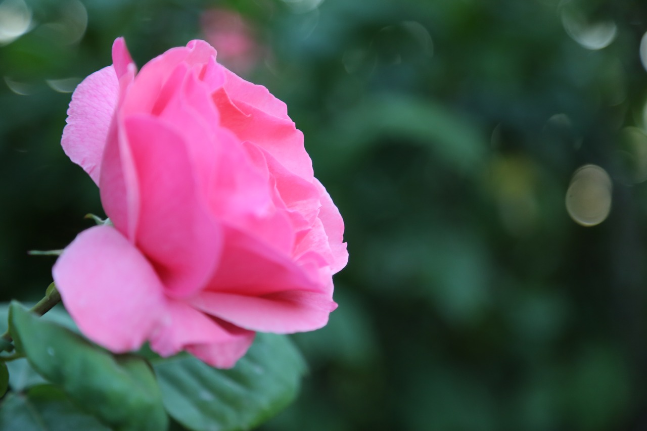 rose  pink roses  flower free photo