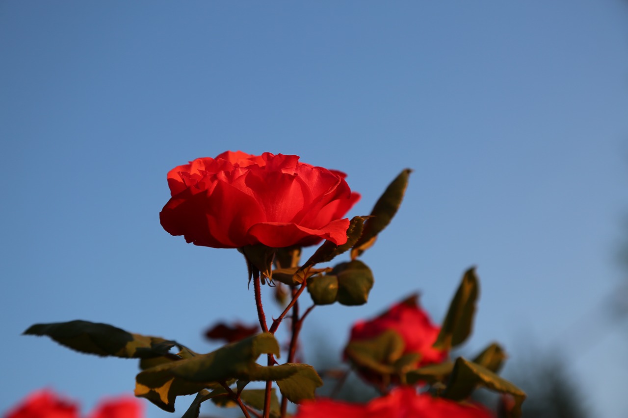 rose  red rose  flower free photo