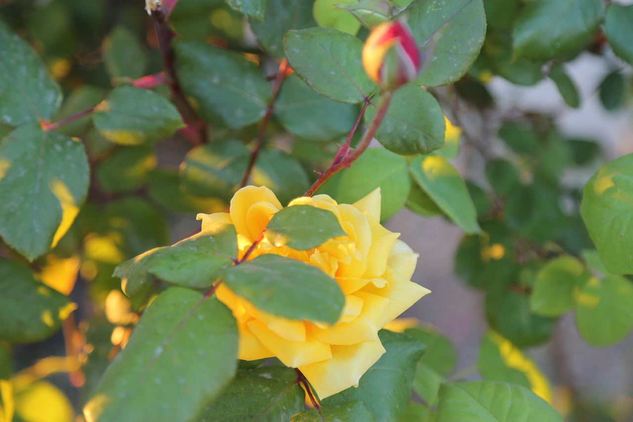 rose  yellow rose  leaves free photo