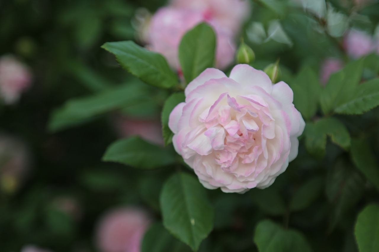 rose  pinkish rose  flower free photo