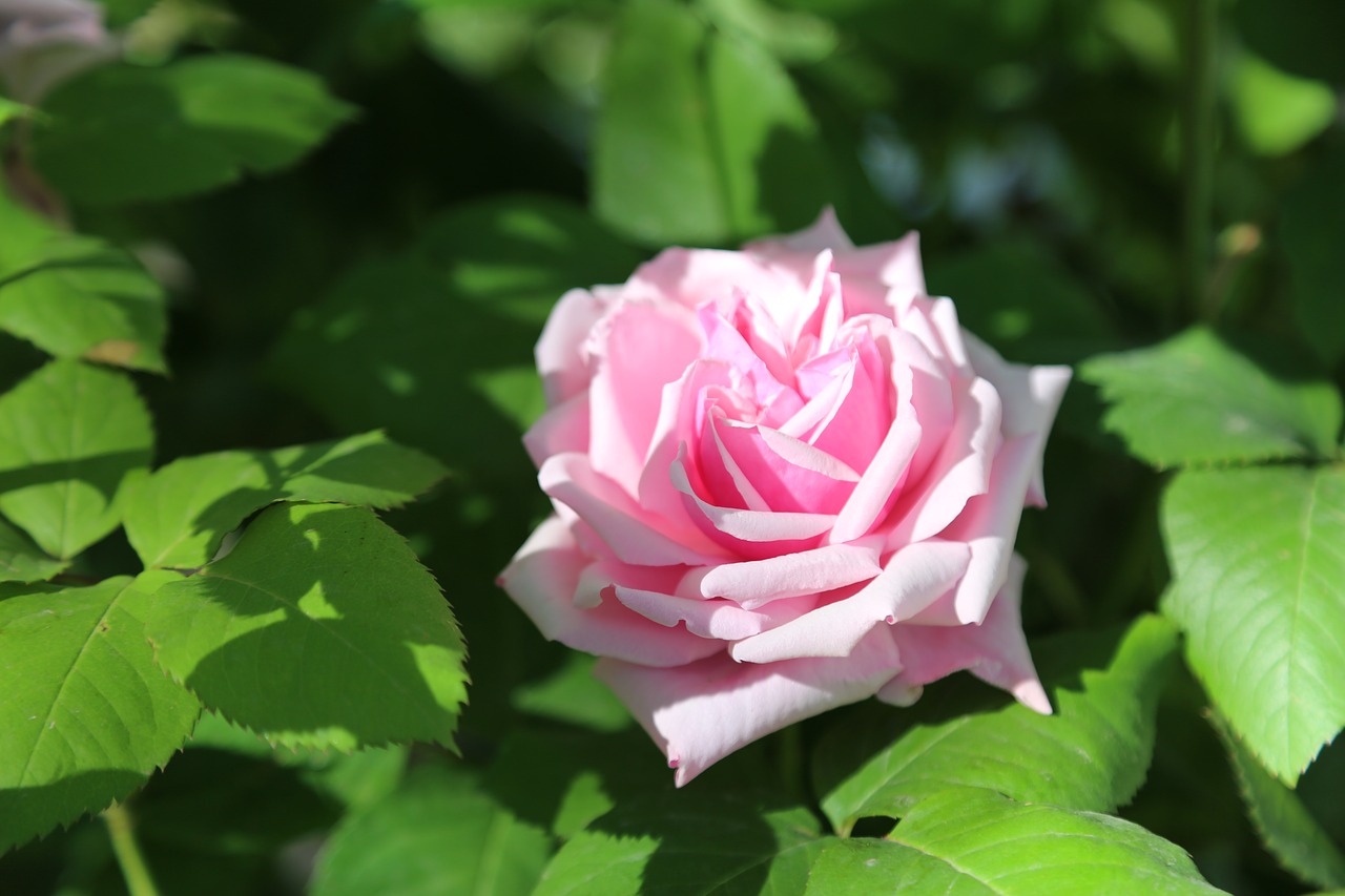 rose  pinkish rose  flower free photo