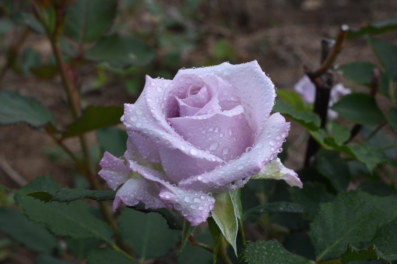 rose  plants  flowers free photo