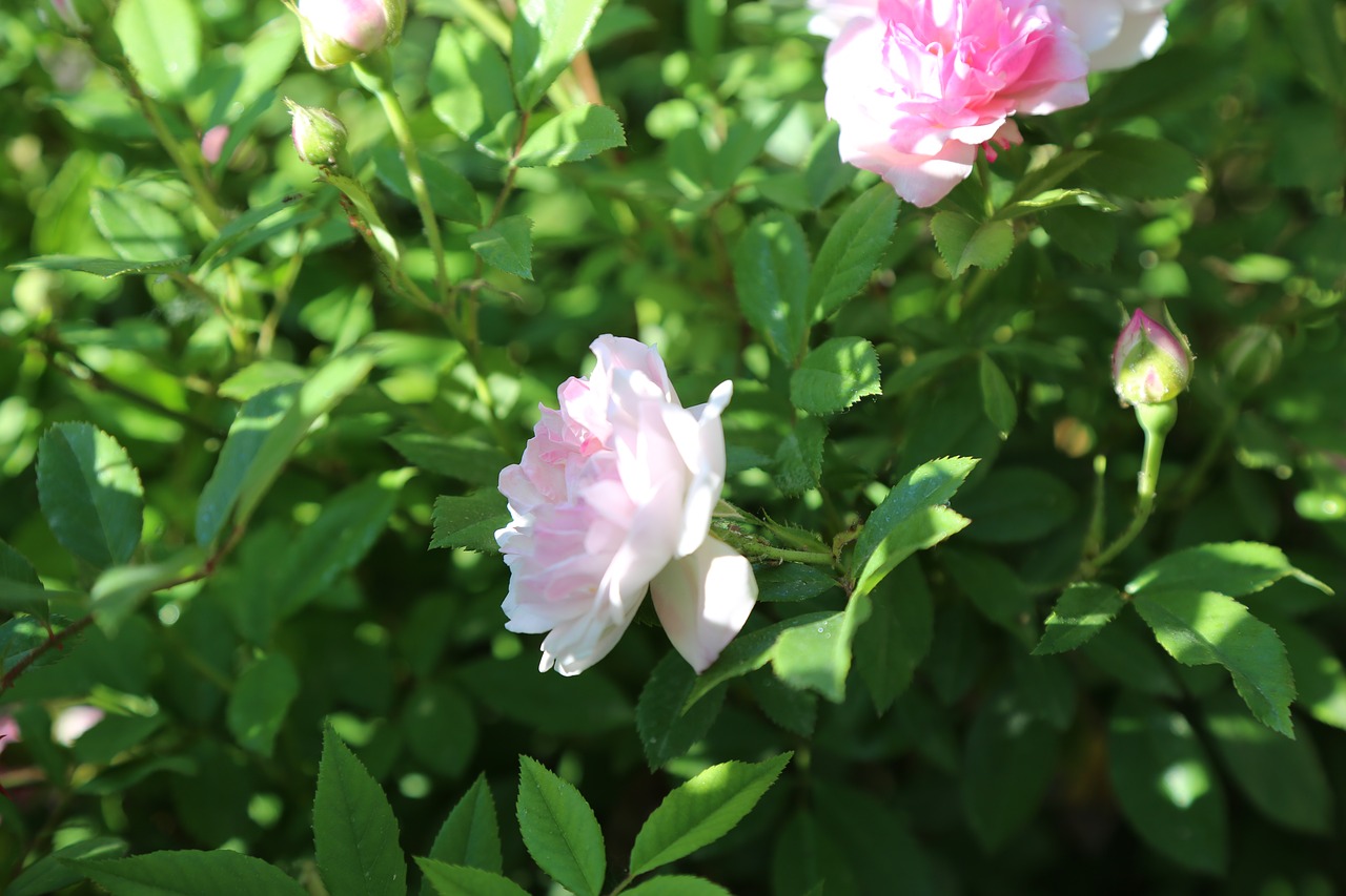 rose  white rose  flower free photo