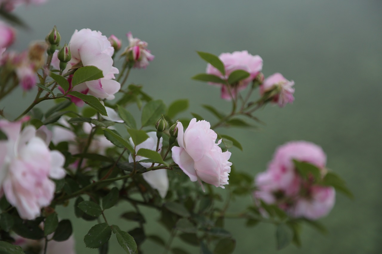 rose  pinkish rose  flower free photo