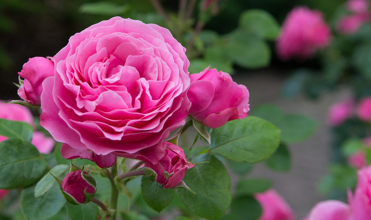 rose  flowers  rosebush free photo