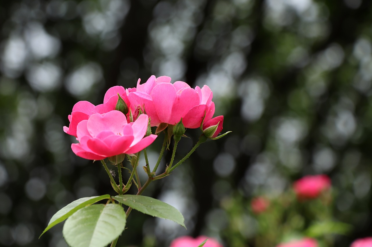 rose  flower  nature free photo