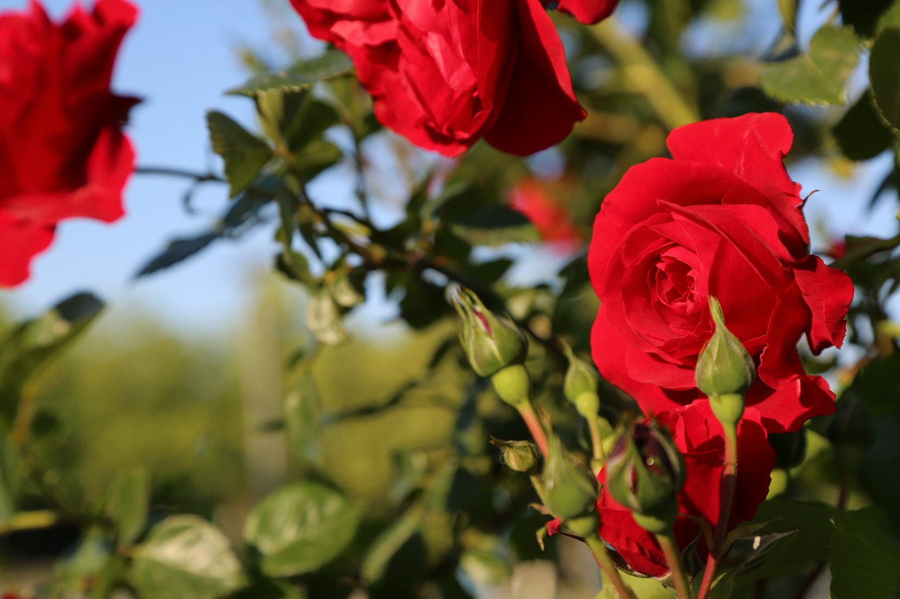 rose  red rose  flower free photo