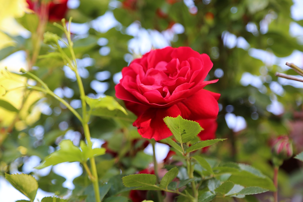 rose  red rose  flower free photo