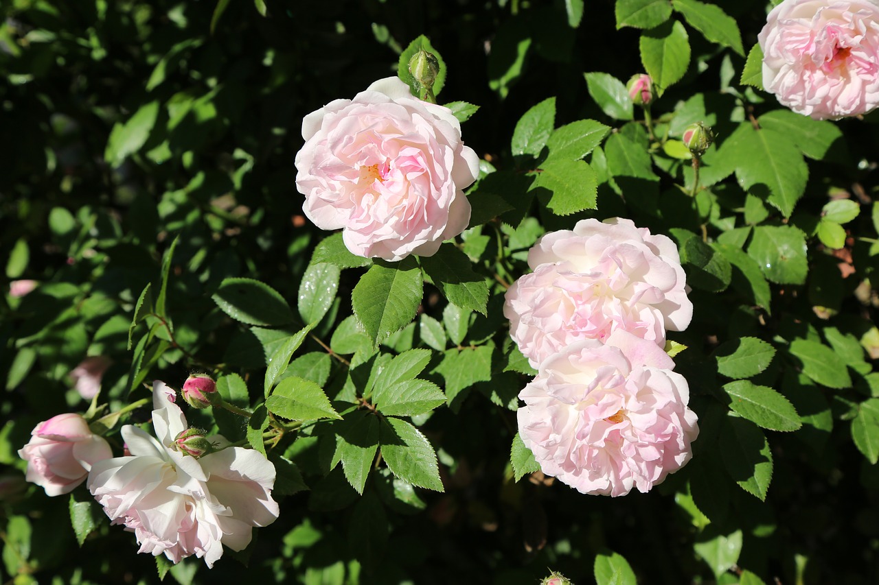 rose  pinkish rose  rose pink free photo