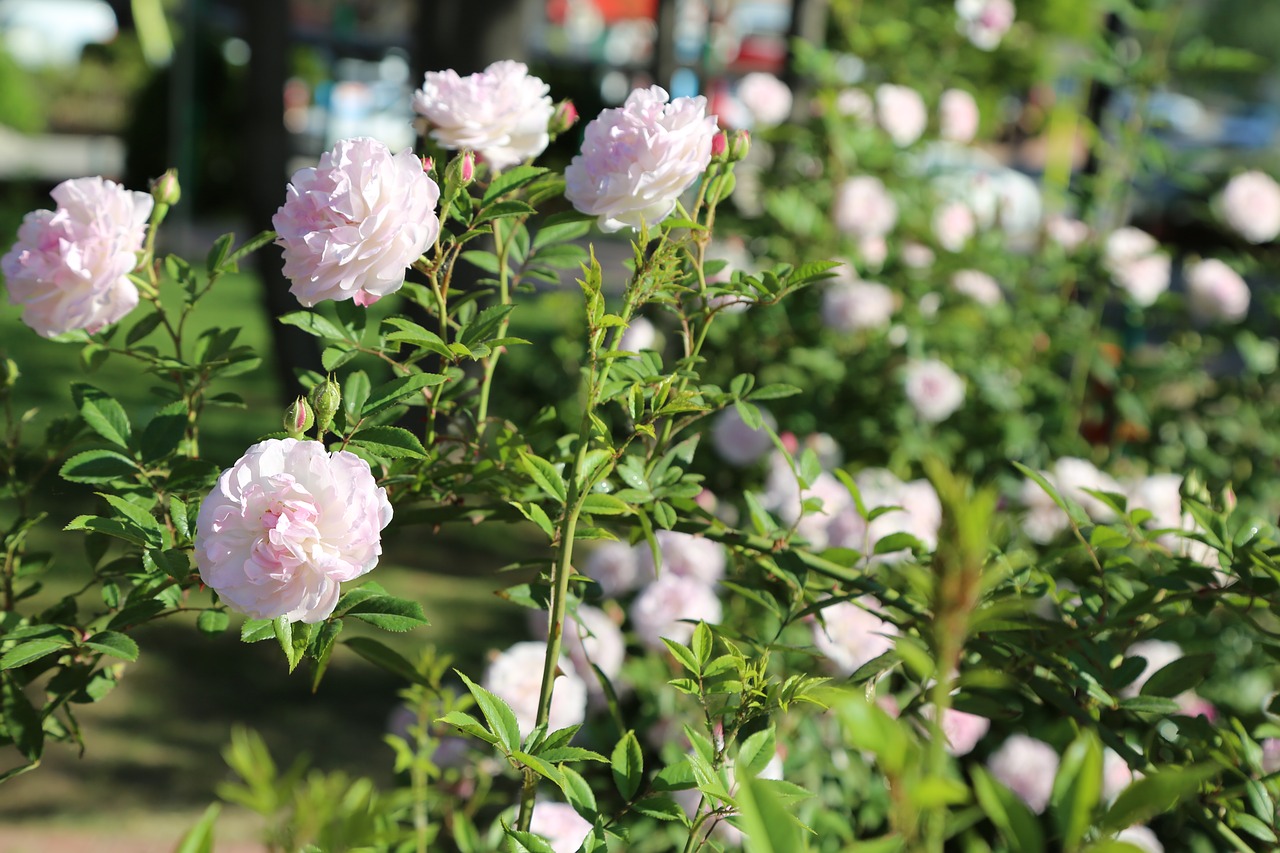 rose  white rose  flower free photo