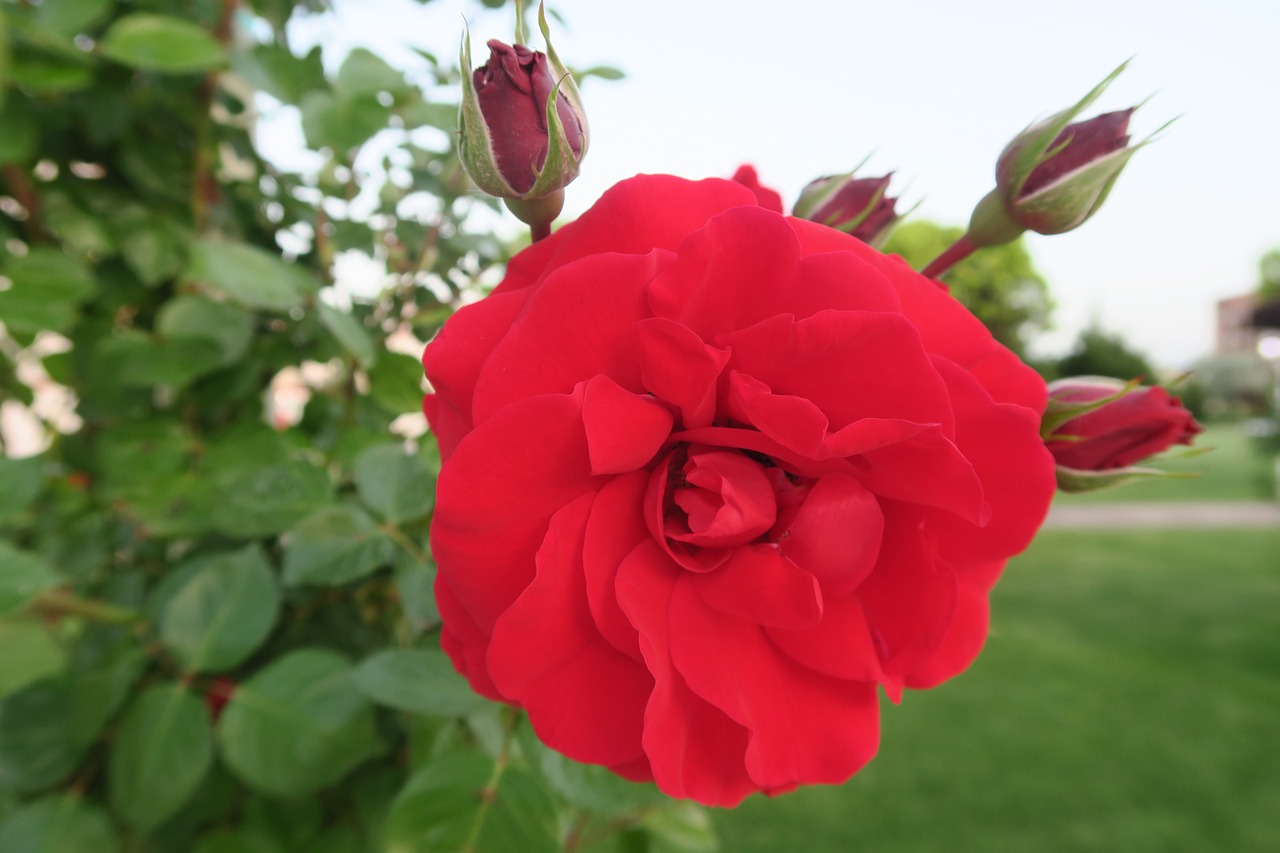 rose  bud  flower free photo