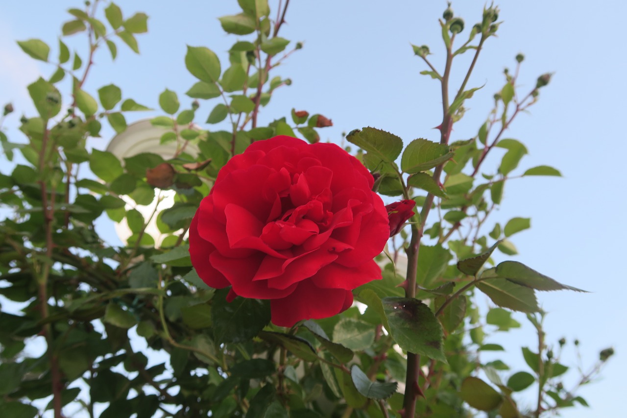 rose  red rose  flower free photo