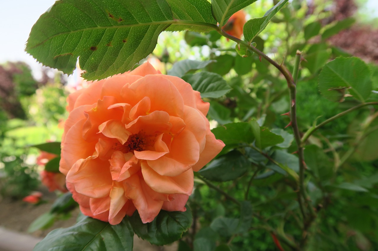 rose  orange roses  leaves free photo