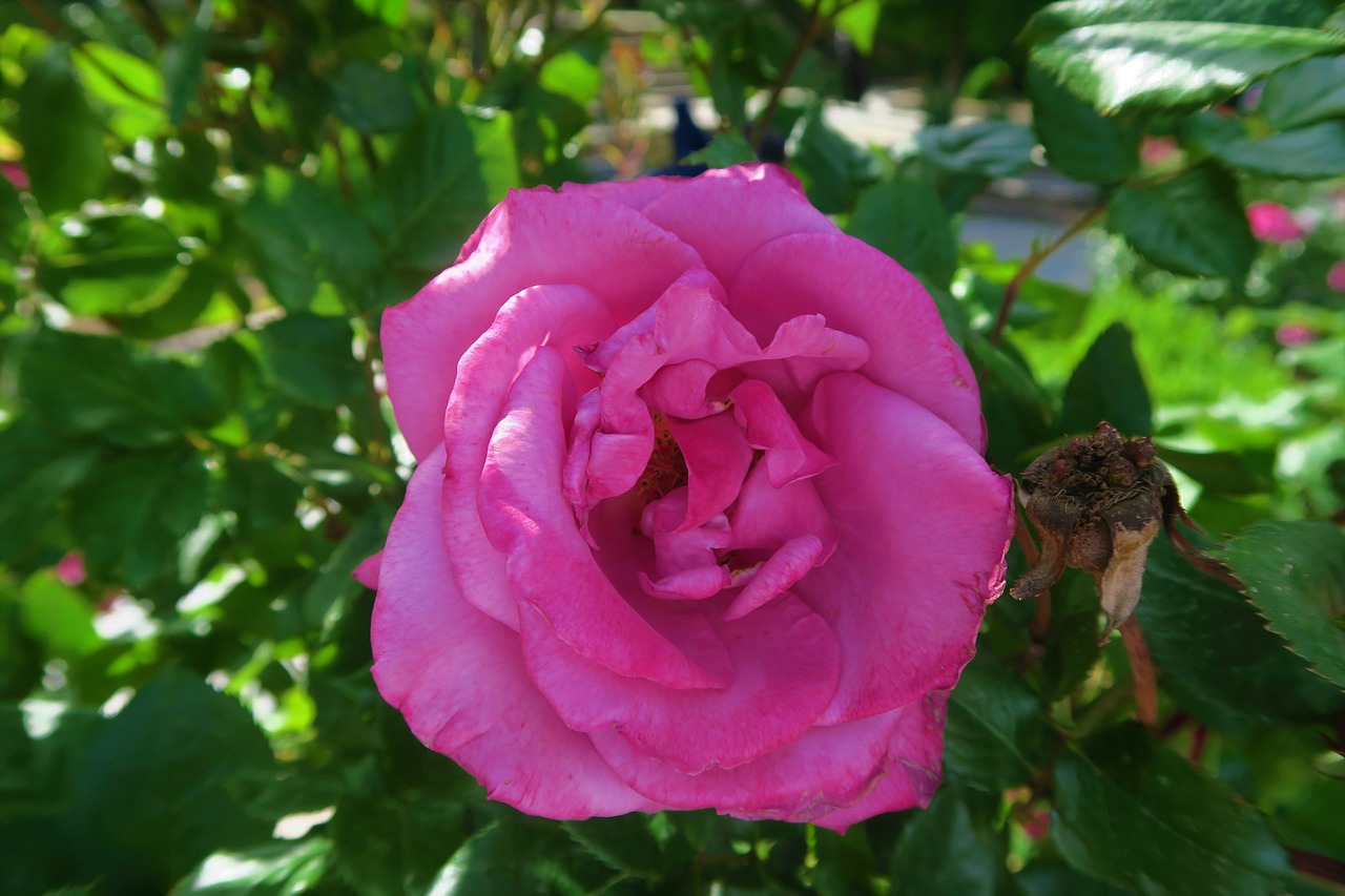 rose  flower  nature free photo