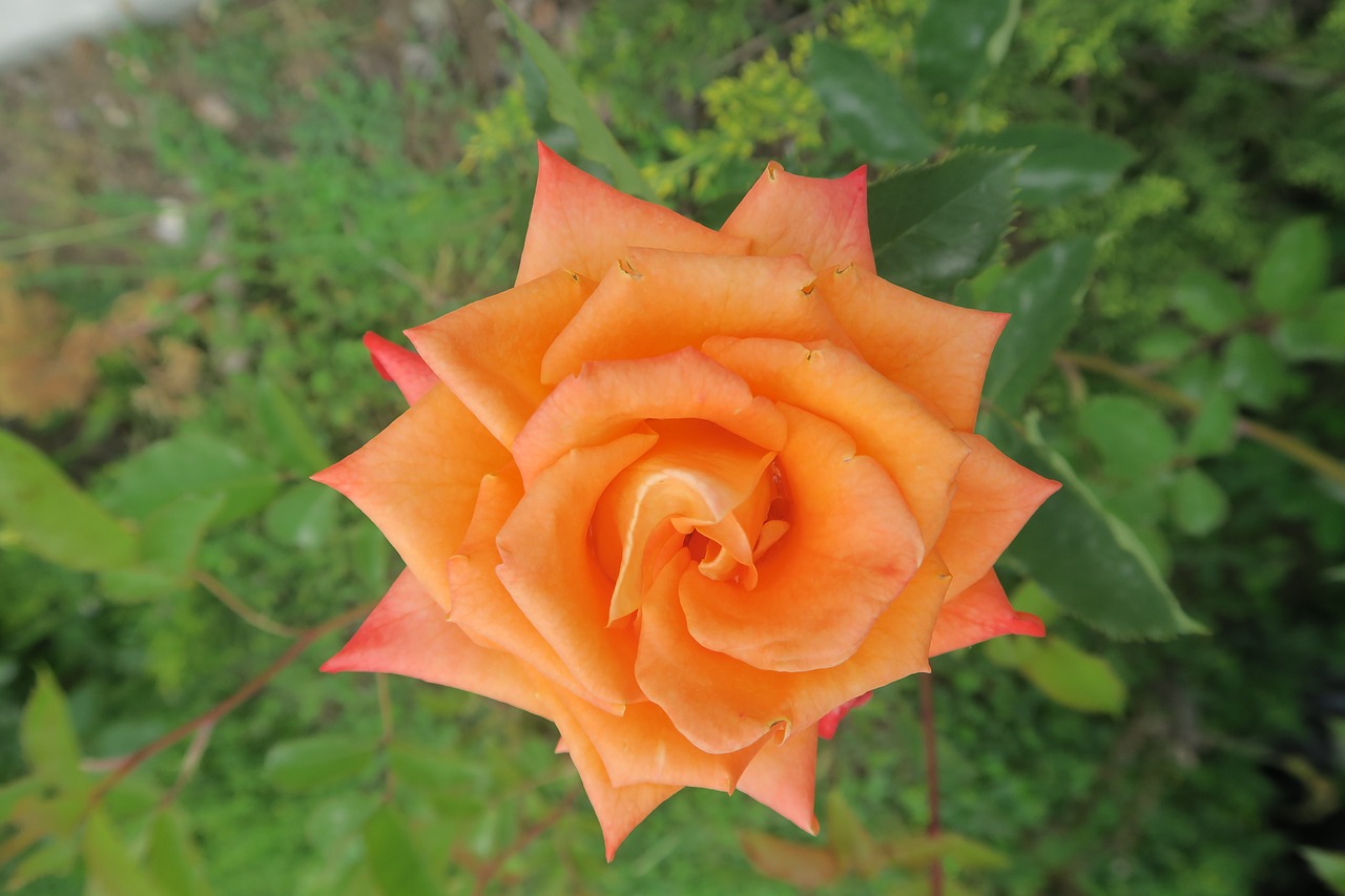 rose  orange roses  nature free photo