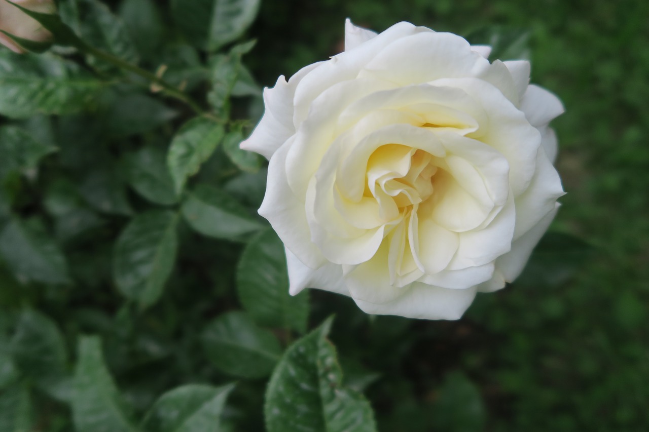 rose  white rose  nature free photo