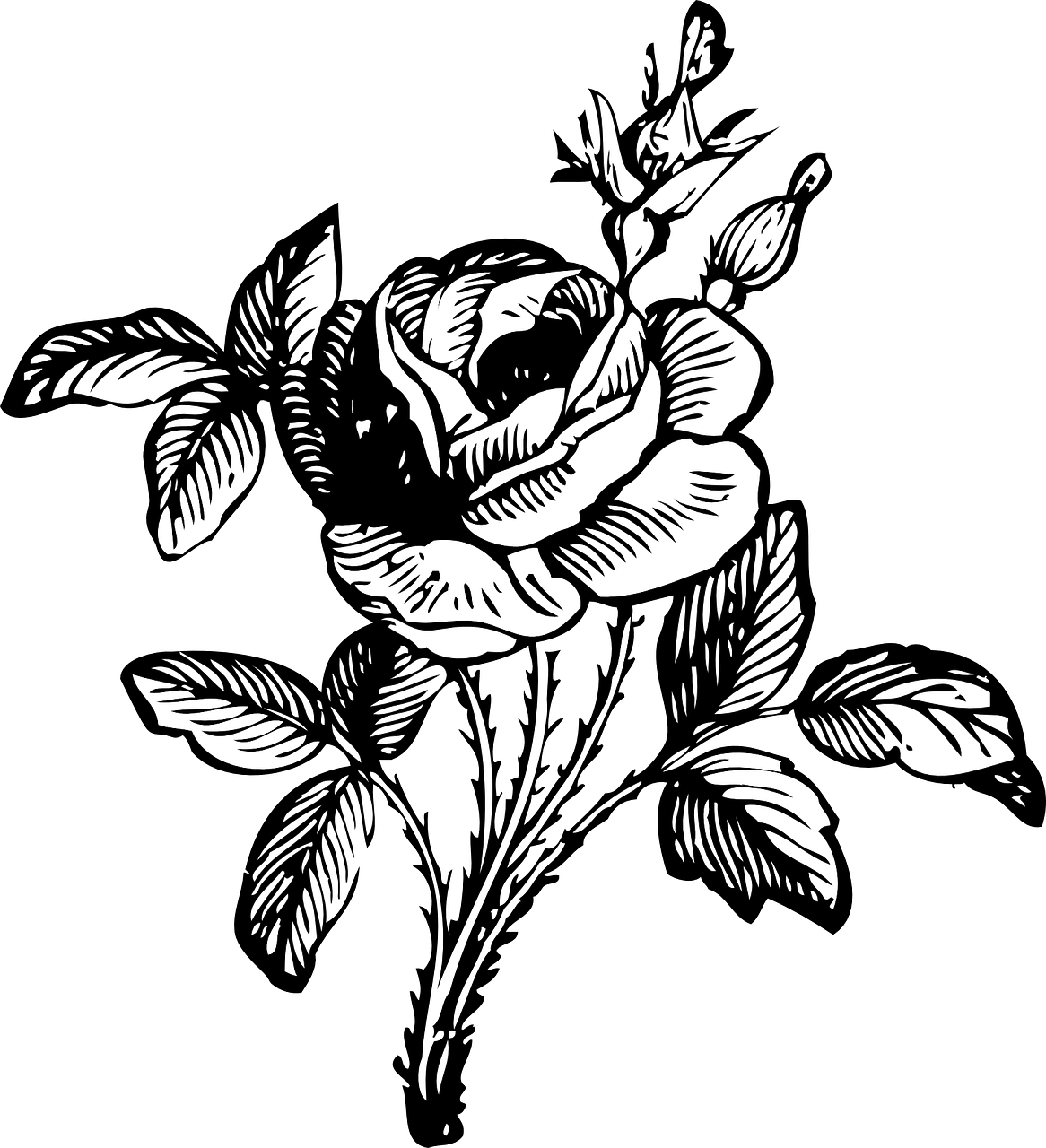 rose black and white floral free photo