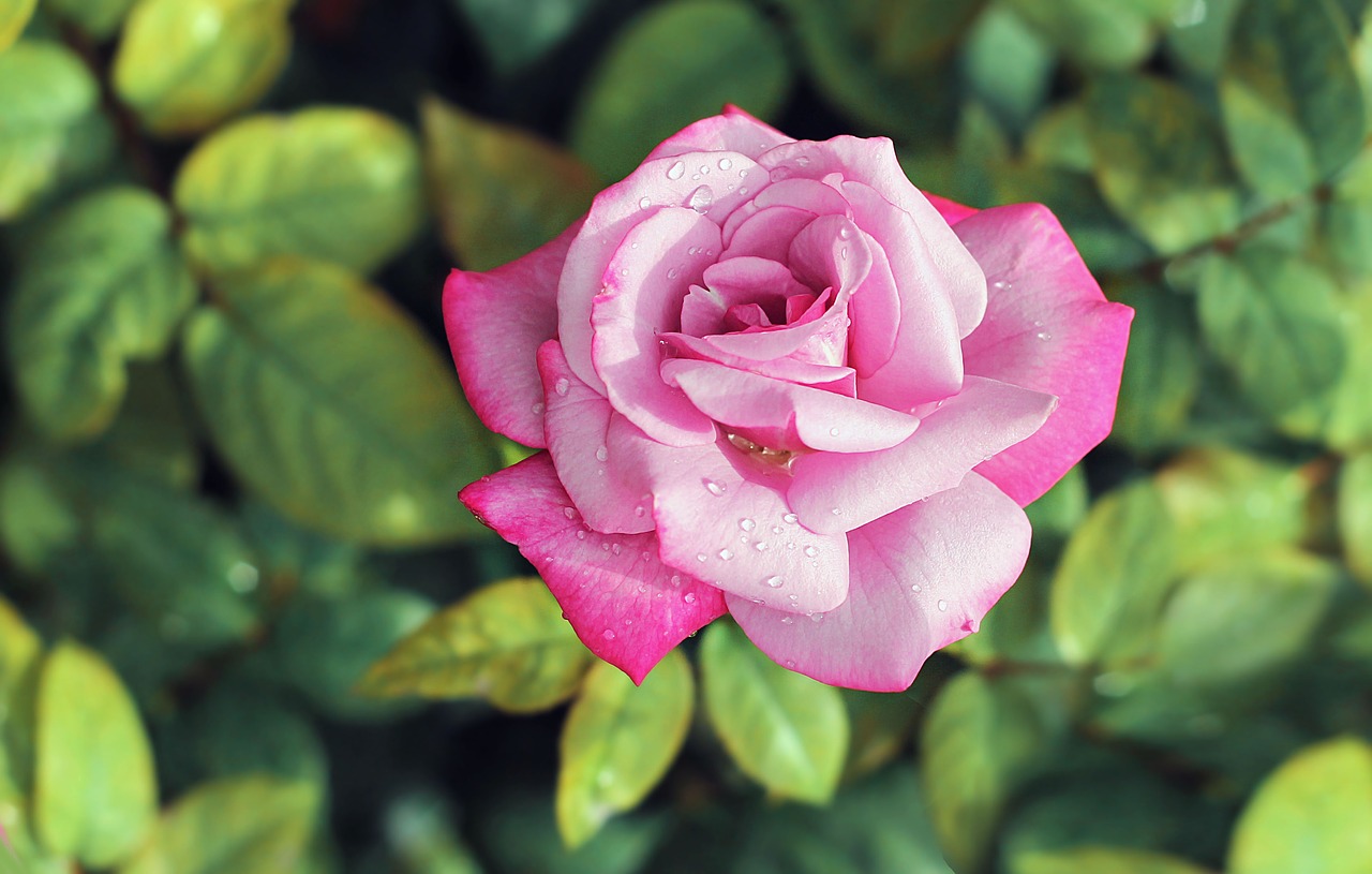 Rose, flower, one rose, tender rose, pink rose - free image from ...