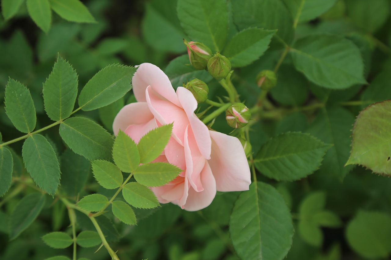 rose  leaves  plant free photo