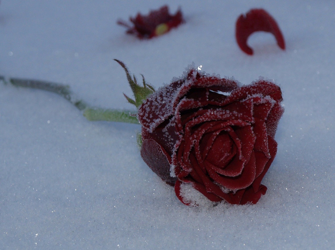 rose flower red free photo