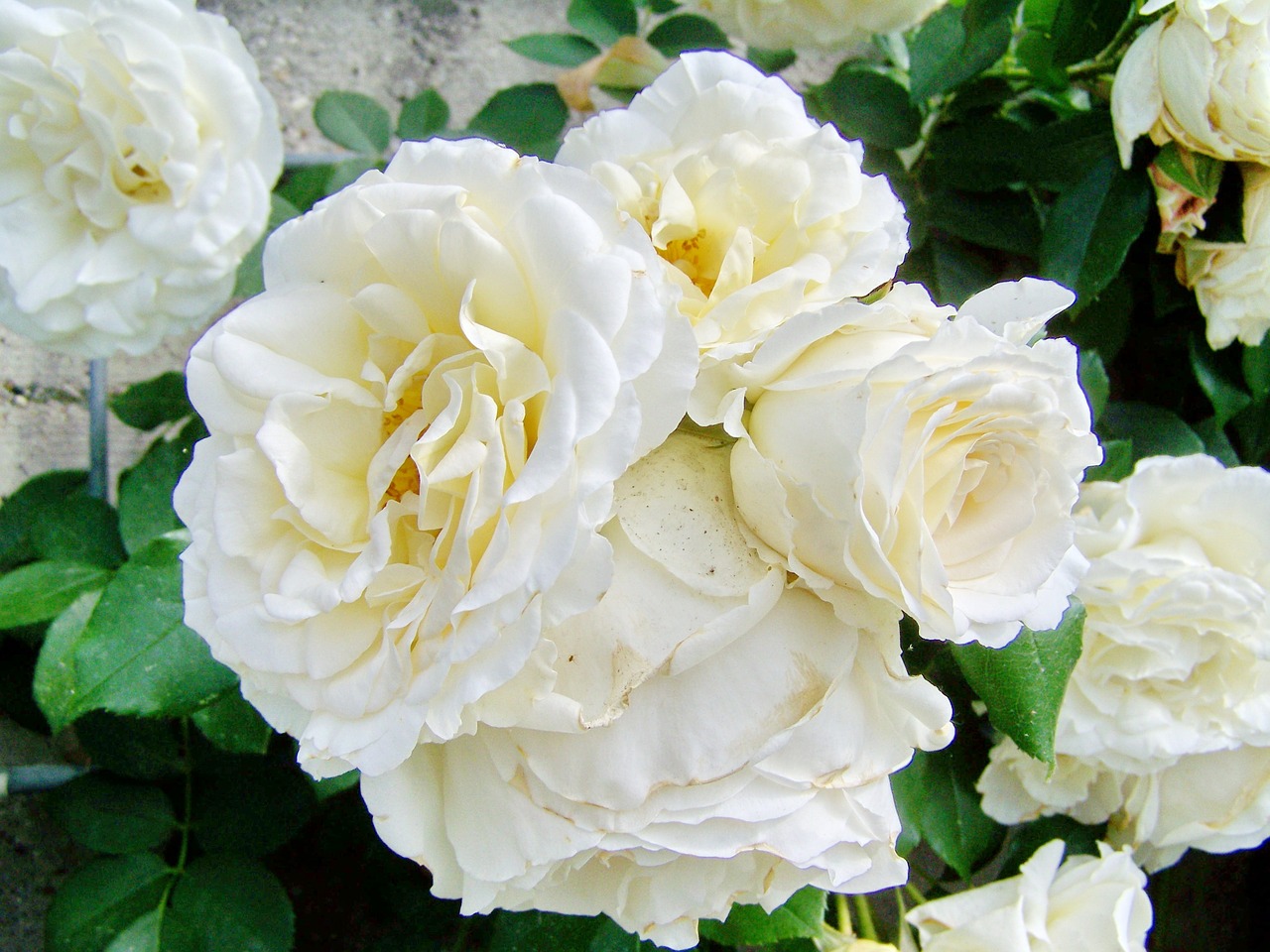 rose  white roses  flowering inflorescence free photo