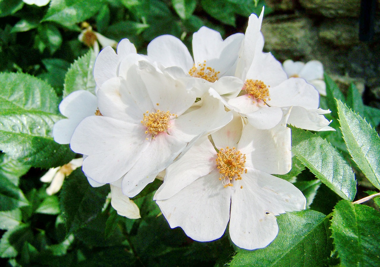 rose  single-flowered  white-flowered free photo