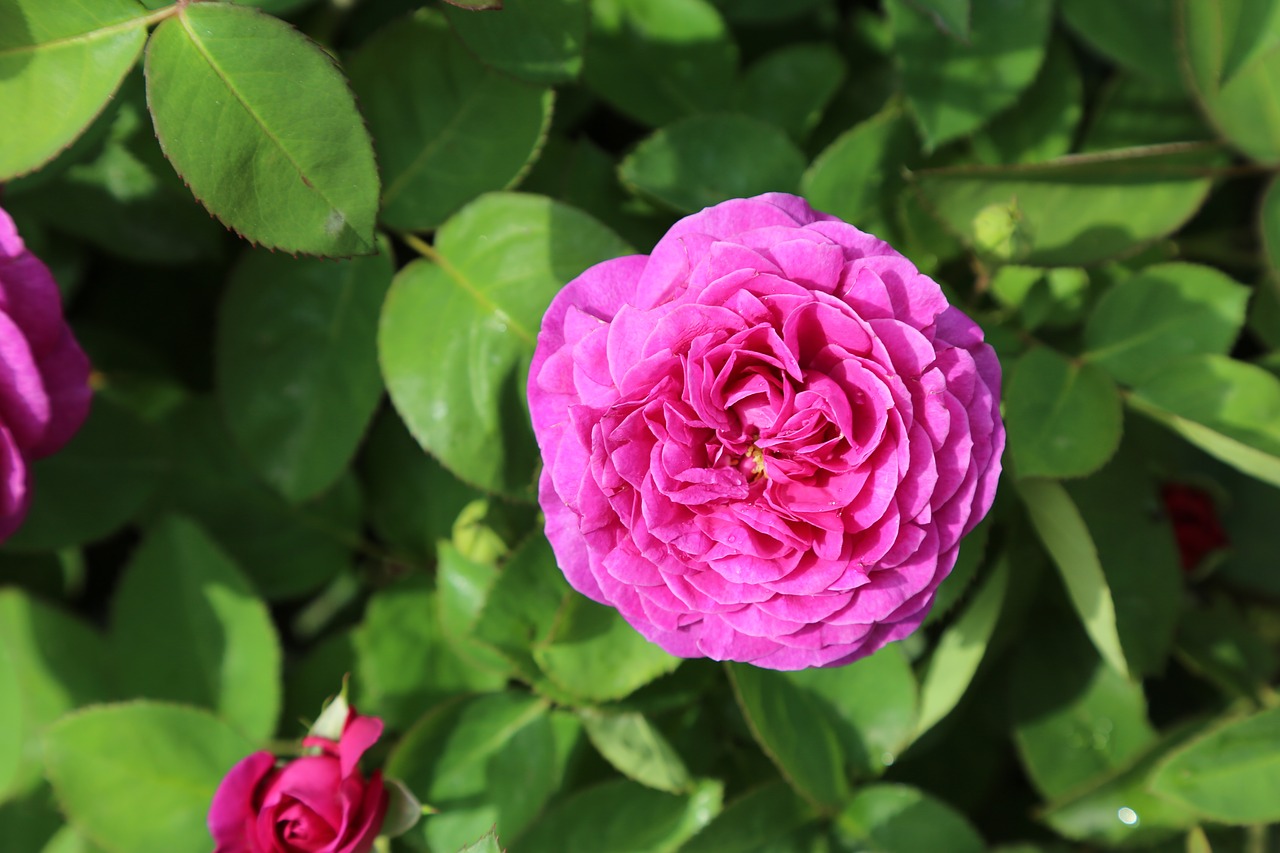 rose  gulpembe  pink roses free photo